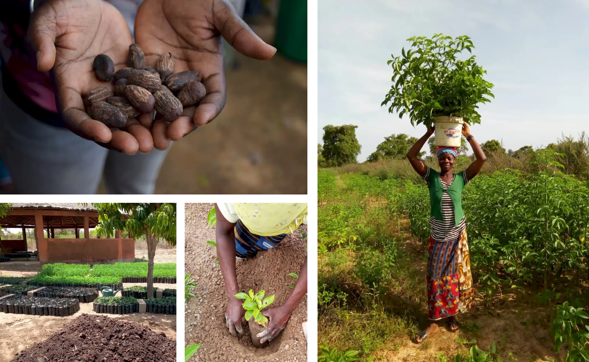 2025 | Burkina Faso: a female-led forest