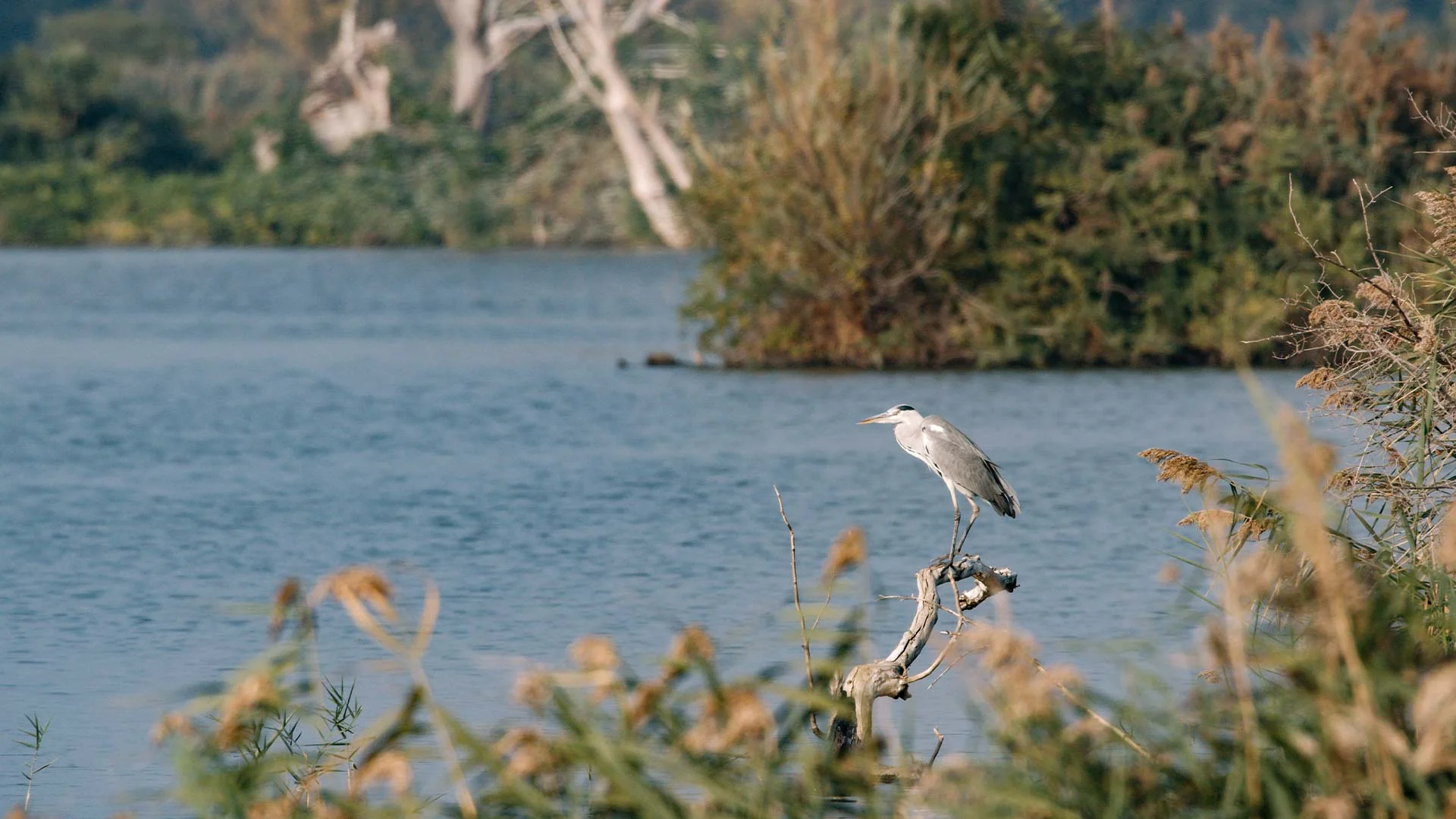 The Torbiere del Sebino Nature Reserve