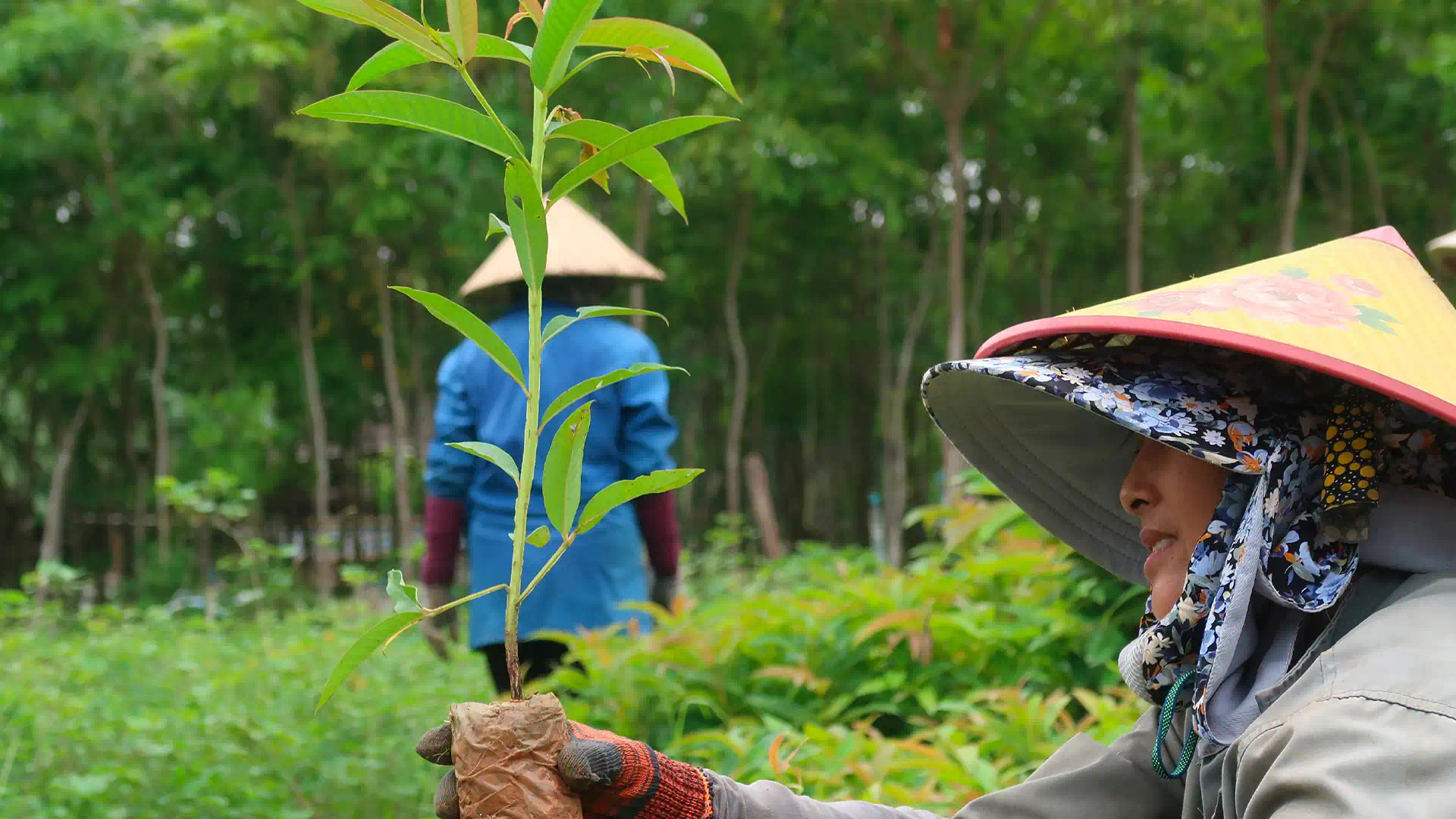 TWO DIRECTIONS: PRESERVATION AND REFORESTATION