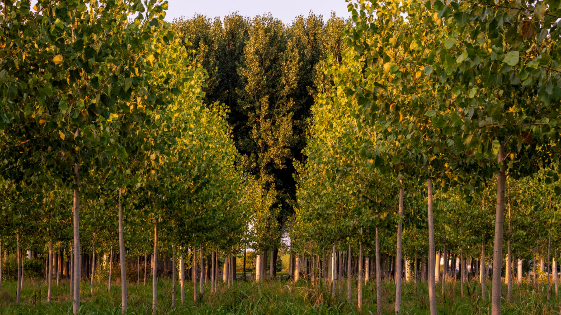 parco oglio sud