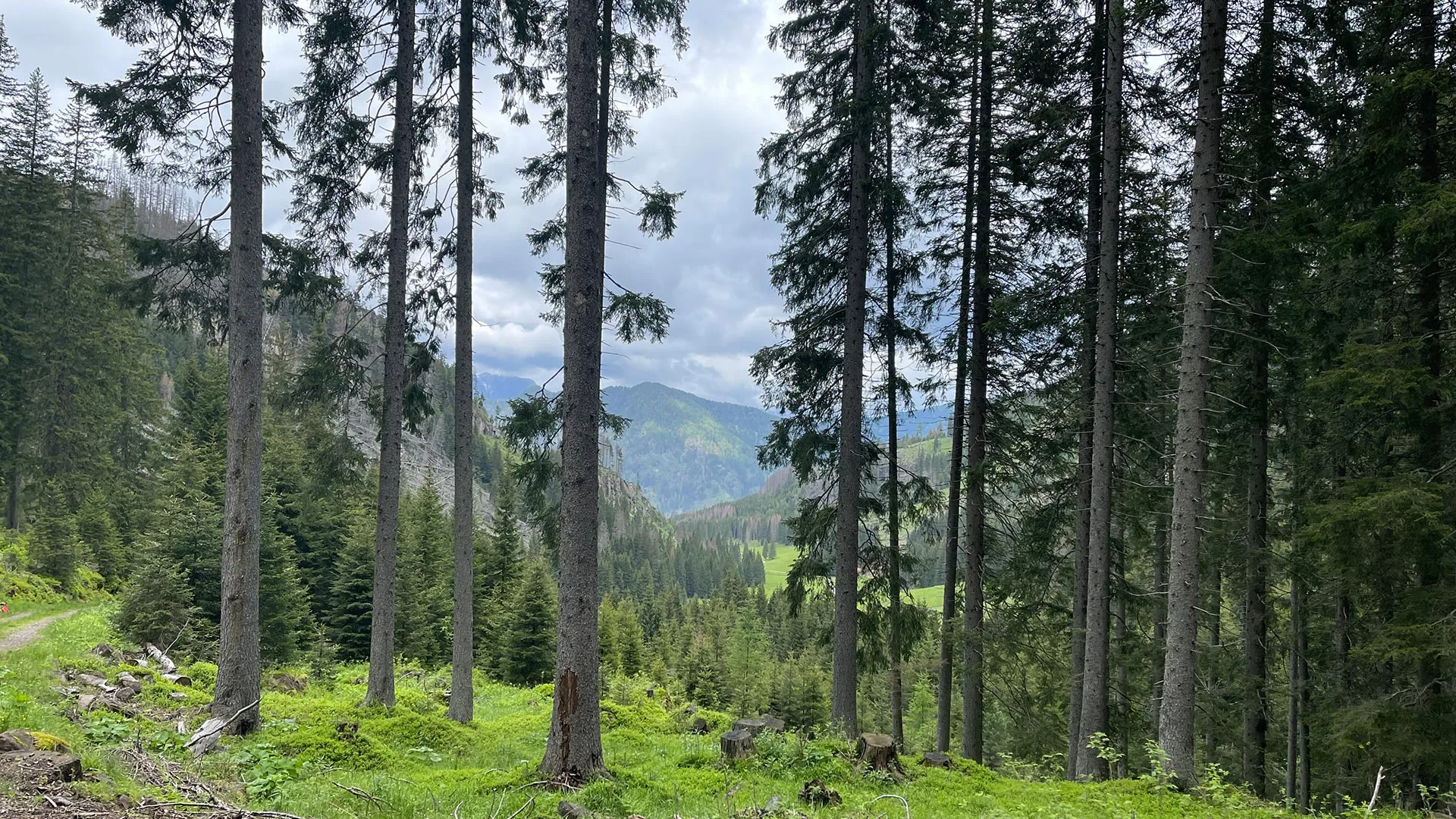 wow-nature Storm Vaia, which hit northeastern Italy in 2018