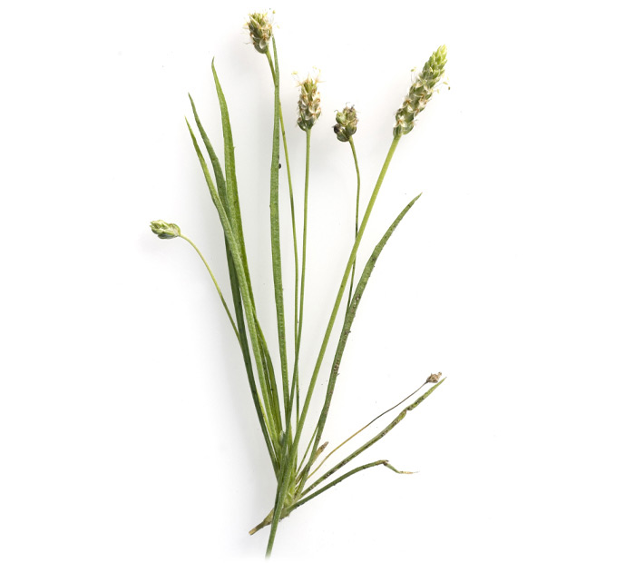 Fibra di psillyum