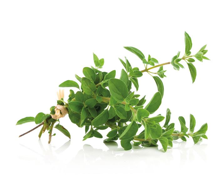 Origano