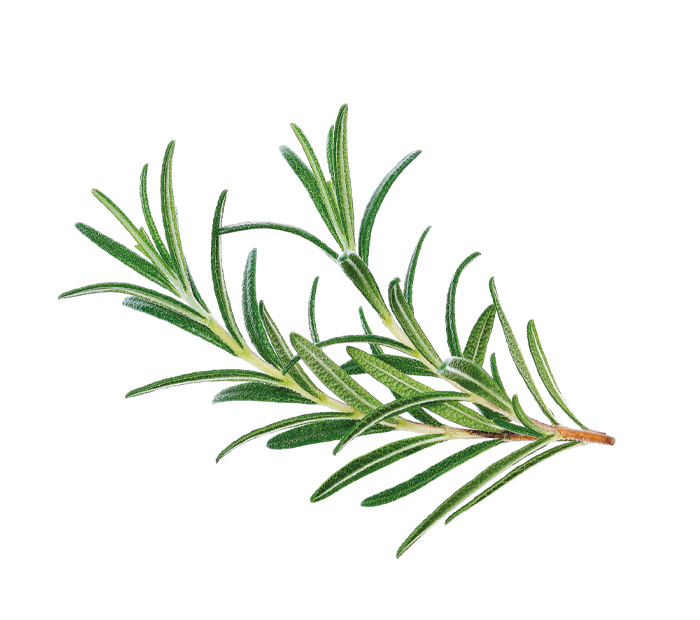 Rosmarino